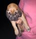 Bloodhound Puppies for sale in Cincinnati, OH, USA. price: NA