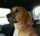 Bloodhound Puppies for sale in Sweetwater, TN 37874, USA. price: NA
