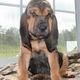 Bloodhound Puppies for sale in Los Angeles, CA, USA. price: NA