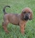 Bloodhound Puppies for sale in Des Moines, IA, USA. price: NA