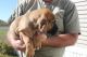 Bloodhound Puppies for sale in St Pete Beach, FL, USA. price: NA