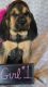 Bloodhound Puppies for sale in Amherst, NH 03031, USA. price: NA