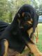 Bloodhound Puppies for sale in Pearson, GA 31642, USA. price: NA