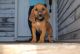 Bloodhound Puppies for sale in Norwood, NC 28128, USA. price: NA