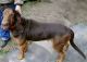 Bloodhound Puppies for sale in Fred, TX 77660, USA. price: NA