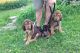 Bloodhound Puppies for sale in Seattle, WA 98103, USA. price: NA