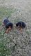 Bloodhound Puppies for sale in Caldwell, TX 77836, USA. price: NA