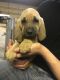 Bloodhound Puppies for sale in Farmer City, IL 61842, USA. price: $750