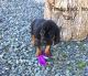 Bloodhound Puppies for sale in Broadway, NC, USA. price: $800