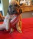 Bloodhound Puppies for sale in Norwood, NC 28128, USA. price: $800