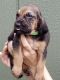 Bloodhound Puppies for sale in Augusta, GA, USA. price: NA