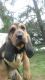 Bloodhound Puppies for sale in Eastpoint, FL 32328, USA. price: $500
