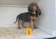 Bloodhound Puppies for sale in New York, NY, USA. price: NA
