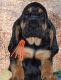 Bloodhound Puppies for sale in Louisville, KY, USA. price: NA