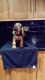 Bloodhound Puppies for sale in Atlanta, GA, USA. price: $275