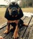 Bloodhound Puppies for sale in Mound, MN 55364, USA. price: NA