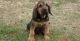Bloodhound Puppies for sale in Georgetown, KY 40324, USA. price: NA