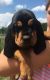 Bloodhound Puppies for sale in Trenton, GA 30752, USA. price: NA