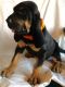 Bloodhound Puppies for sale in Orlando, FL, USA. price: NA