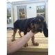 Bloodhound Puppies for sale in Rice, MN 56367, USA. price: NA