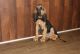 Bloodhound Puppies for sale in Brunswick, OH 44212, USA. price: NA