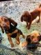 Bloodhound Puppies for sale in Jacksonville, FL, USA. price: $500