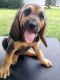 Bloodhound Puppies for sale in Garden City, ID, USA. price: NA