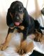 Bloodhound Puppies for sale in Shawnee, OK, USA. price: NA