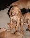 Bloodhound Puppies for sale in Cheyenne, WY 82001, USA. price: NA