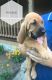 Bloodhound Puppies for sale in Ponce De Leon, FL 32455, USA. price: NA