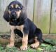 Bloodhound Puppies for sale in Middle River, MD, USA. price: NA