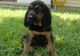Bloodhound Puppies for sale in San Francisco, CA 94133, USA. price: NA