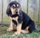 Bloodhound Puppies for sale in North Beach, MD, USA. price: NA