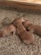 Bloodhound Puppies for sale in Lebanon, MO 65536, USA. price: NA