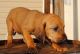 Bloodhound Puppies for sale in Miami, FL, USA. price: NA