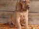 Bloodhound Puppies for sale in Aurora, IL 60502, USA. price: NA