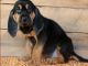 Bloodhound Puppies for sale in Los Angeles, CA 90009, USA. price: NA