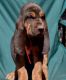 Bloodhound Puppies for sale in New York, NY, USA. price: NA