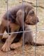 Bloodhound Puppies for sale in Decatur, TX 76234, USA. price: $800