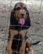 Bloodhound Puppies for sale in Concord, VA 24538, USA. price: $1,000