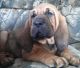 Bloodhound Puppies for sale in Hillsboro, OH 45133, USA. price: NA