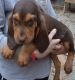 Bloodhound Puppies for sale in Bexley, OH 43209, USA. price: NA