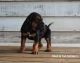 Bloodhound Puppies for sale in Norwood, NC 28128, USA. price: $900