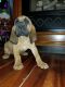 Bloodhound Puppies for sale in Fayetteville, NC, USA. price: NA