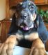 Bloodhound Puppies for sale in Lawrenceville, GA, USA. price: $500