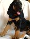 Bloodhound Puppies for sale in Panama City, FL, USA. price: $500
