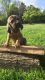Bloodhound Puppies for sale in Nicholasville, KY 40356, USA. price: NA