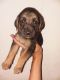 Bloodhound Puppies for sale in Westville, FL 32464, USA. price: $100