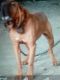 Bloodhound Puppies for sale in Wilson, NC, USA. price: $350