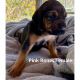 Bloodhound Puppies for sale in Otway, OH 45657, USA. price: $500